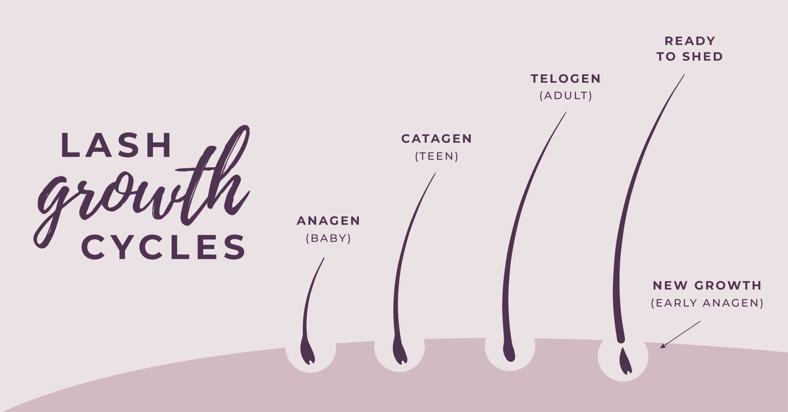 illustrated graphic showcasing the lash growth cycles