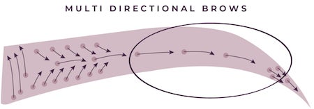 a graphic illustration of a brow showing which way to brush brow hair if you have multi directional growth
