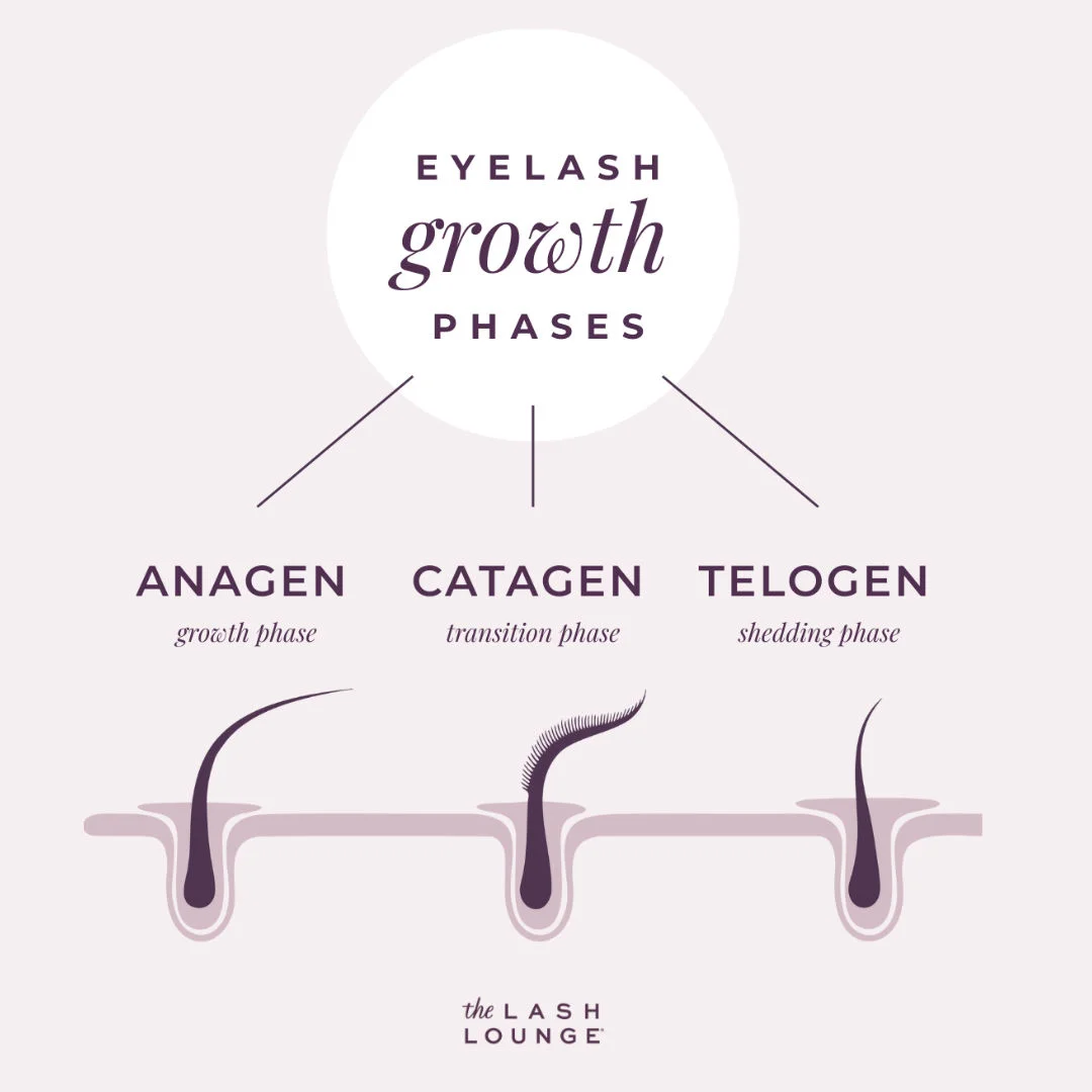 graphic of lash growth phases